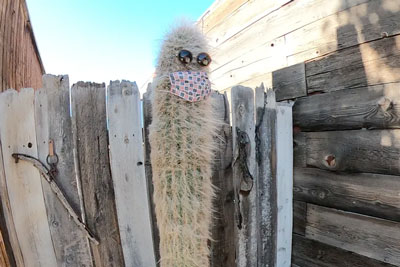 Harry T. Cactus 2021 Pioneertown mayor