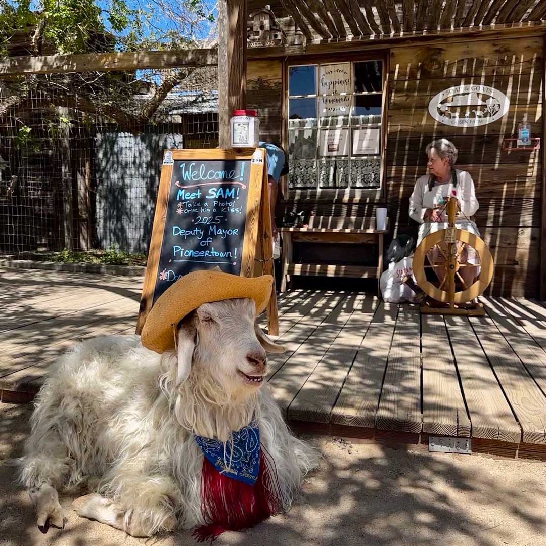 Soap ‘n Goats